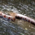 Does lake norman have snakes?