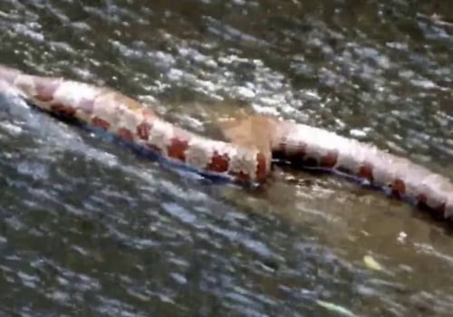Does lake norman have snakes?